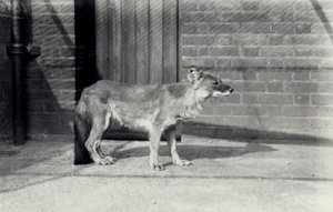 Perro salvaje siberiano o dhole en el Zoológico de Londres, octubre de 1916